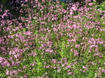 SX06252 Field of Ragged Robin flowers (lychnis flos-cuculi).jpg